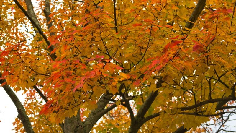 Carriage House Park - Fanwood, NJ