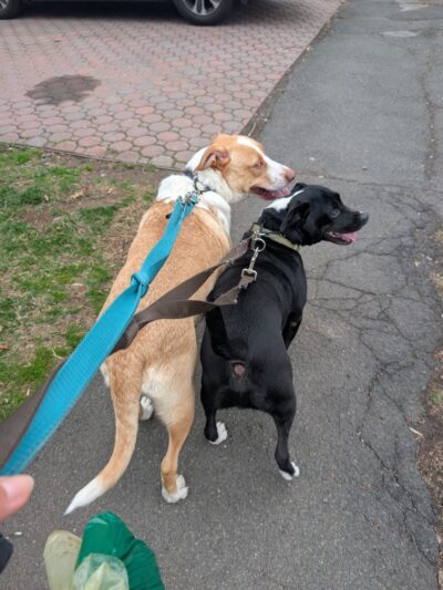 Fur Baby Care NJ - Fanwood, NJ