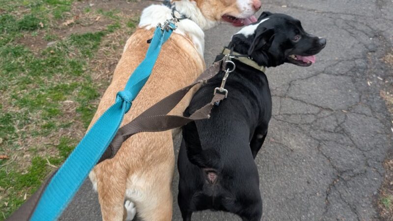 Fur Baby Care NJ - Fanwood, NJ