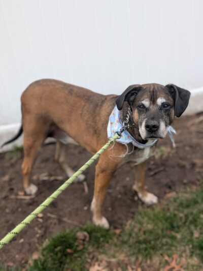Fur Baby Care NJ - Fanwood, NJ