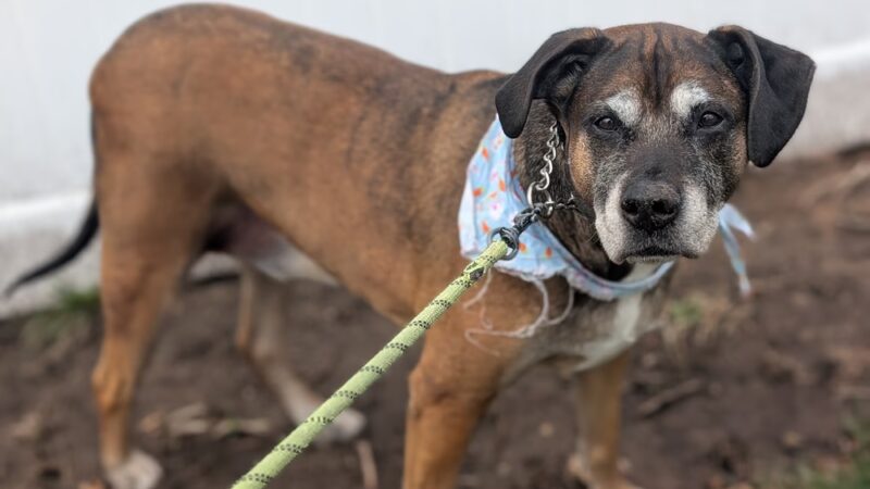 Fur Baby Care NJ - Fanwood, NJ