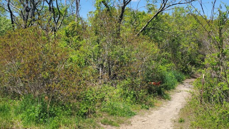Norton Basin Natural Resource Area - Far Rockaway, NY