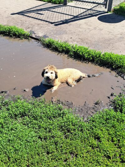 West Village Dog Park - Fargo, ND