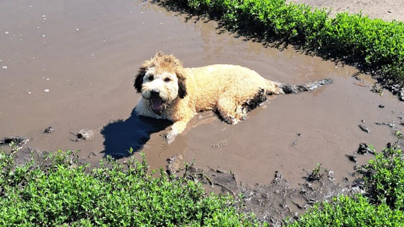 West Village Dog Park - Fargo, ND