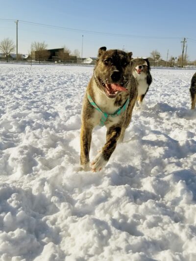 West Village Dog Park - Fargo, ND