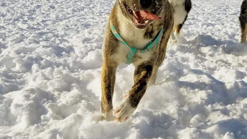 West Village Dog Park - Fargo, ND