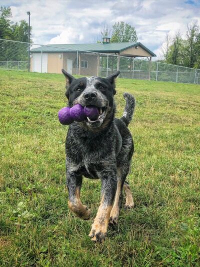 Finger Lakes Pet Resort - Farmington, NY