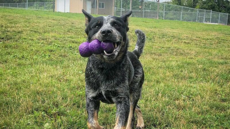 Finger Lakes Pet Resort - Farmington, NY