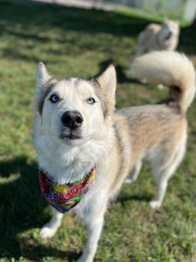 Finger Lakes Pet Resort - Farmington, NY