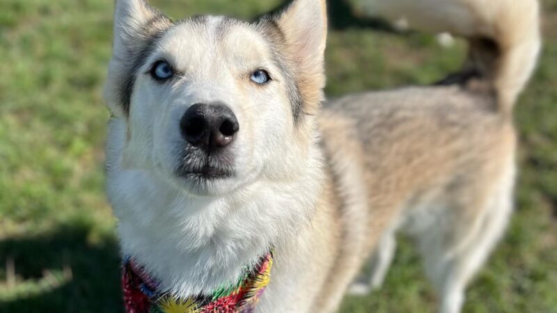 Finger Lakes Pet Resort - Farmington, NY