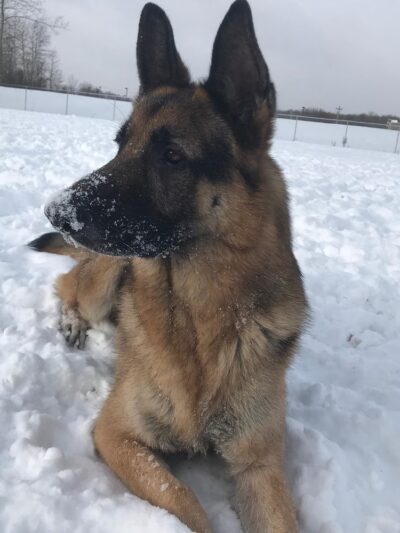 Finger Lakes Pet Resort - Farmington, NY