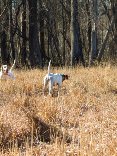 Sandy Run Outdoors - Farmville, NC