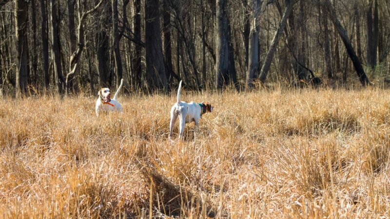 Sandy Run Outdoors - Farmville, NC