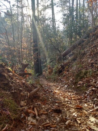 Turtletown Creek Upper Falls - Farner, TN