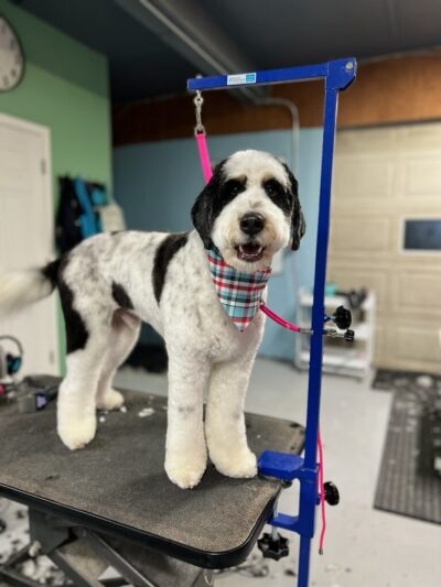 Bark & Beyond - Fawn Grove, PA
