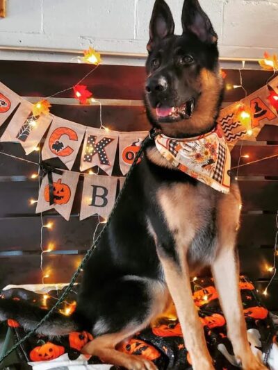 Bark & Beyond - Fawn Grove, PA
