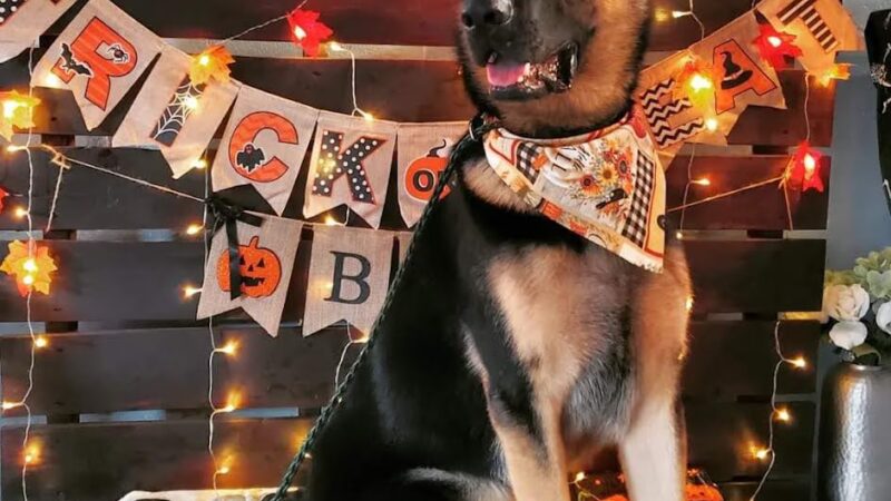 Bark & Beyond - Fawn Grove, PA