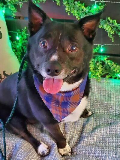 Bark & Beyond - Fawn Grove, PA