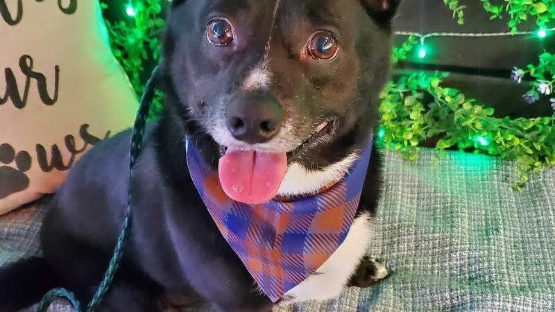 Bark & Beyond - Fawn Grove, PA