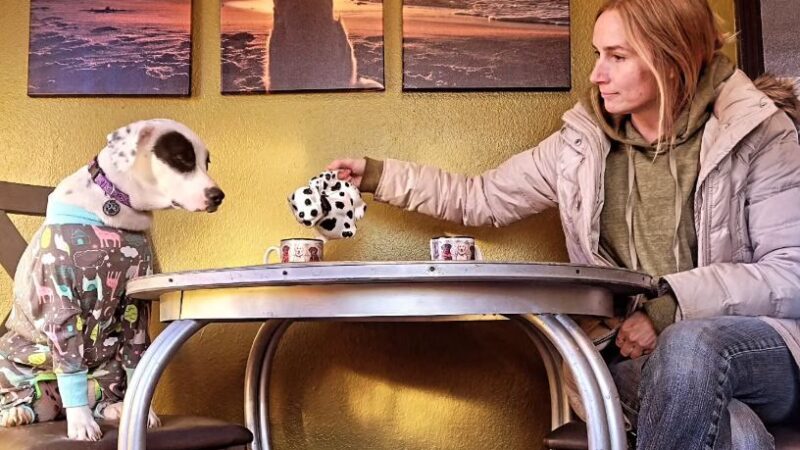 Good Dog Cafe - Fayetteville, AR