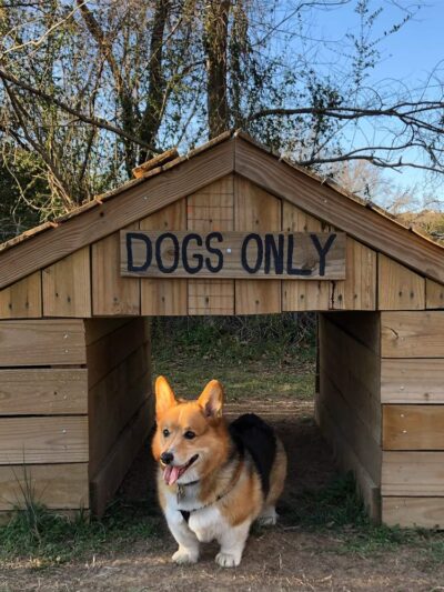 Good Dog Cafe - Fayetteville, AR