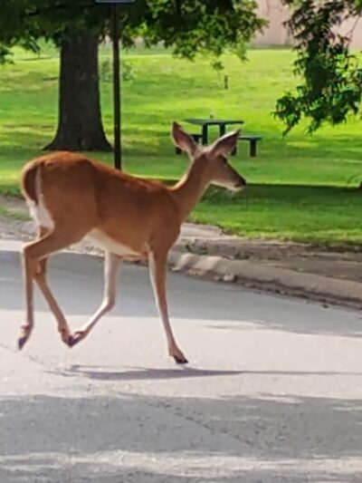 Jefferson Park - Fayetteville, AR