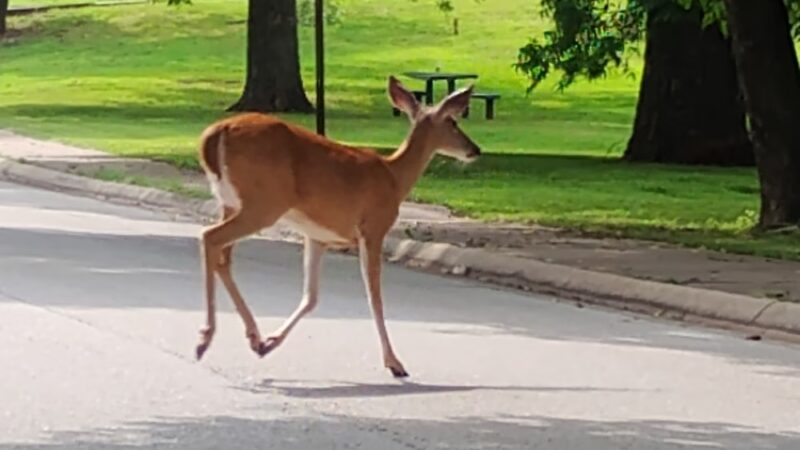 Jefferson Park - Fayetteville, AR