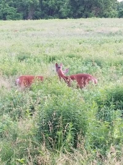 Playwicki Farm - Feasterville-Trevose, PA