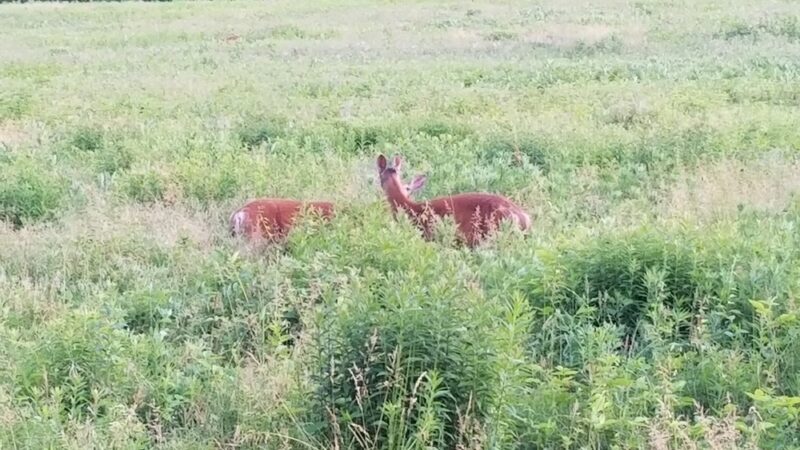 Playwicki Farm - Feasterville-Trevose, PA