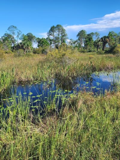 Spirit-of-the-Wild Wildlife Management Area - Felda, FL