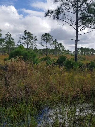 Spirit-of-the-Wild Wildlife Management Area - Felda, FL