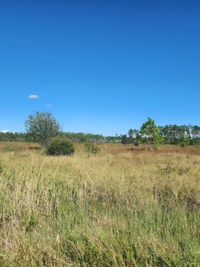 Spirit-of-the-Wild Wildlife Management Area - Felda, FL