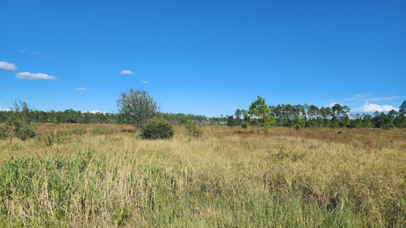 Spirit-of-the-Wild Wildlife Management Area - Felda, FL