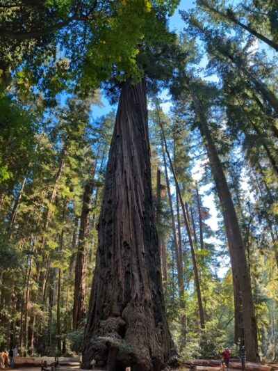 Redwood Grove Loop Trail - Felton, CA