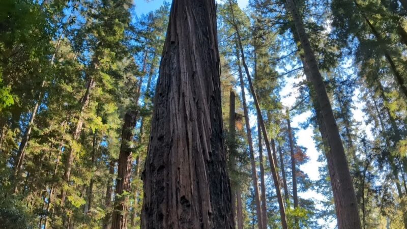 Redwood Grove Loop Trail - Felton, CA