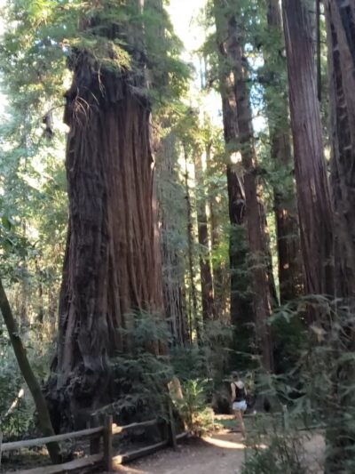 Redwood Grove Loop Trail - Felton, CA