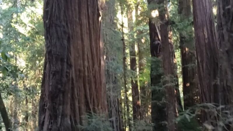 Redwood Grove Loop Trail - Felton, CA