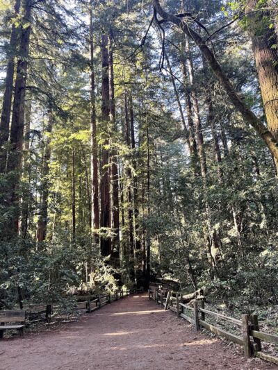 Redwood Grove Loop Trail - Felton, CA