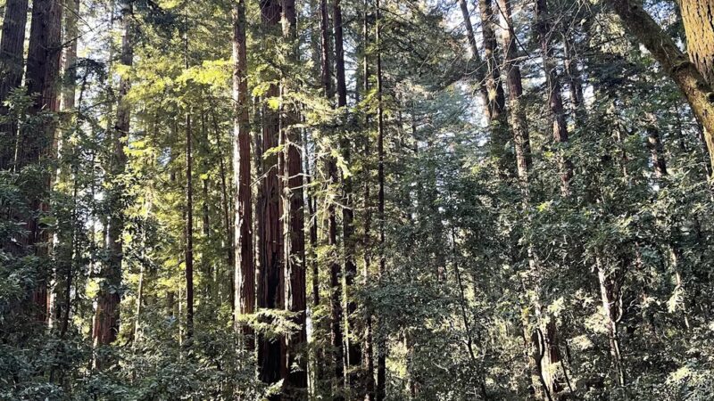 Redwood Grove Loop Trail - Felton, CA