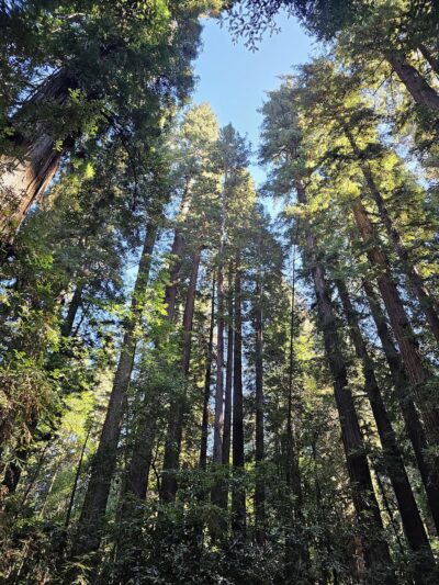 Redwood Grove Loop Trail - Felton, CA