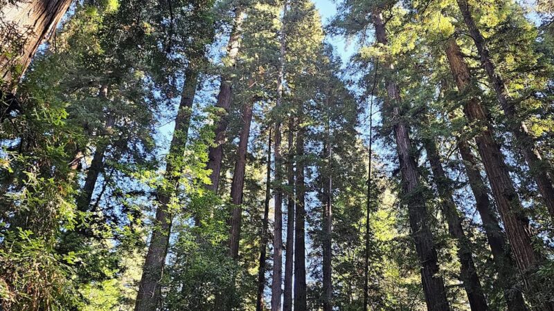 Redwood Grove Loop Trail - Felton, CA