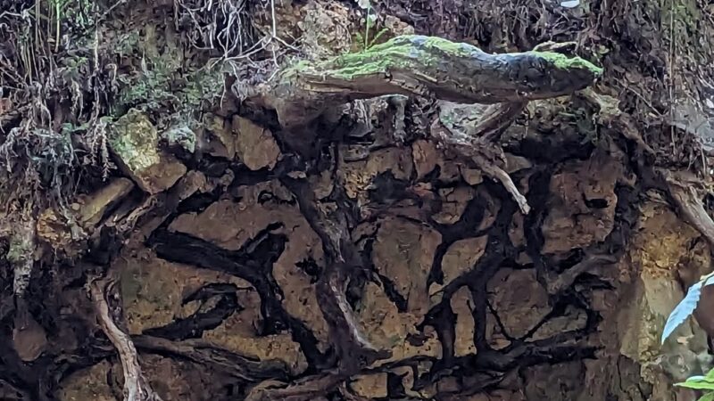 Redwood Grove Loop Trail - Felton, CA