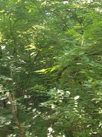 Bud Weil Memorial Park - Fenton, MO