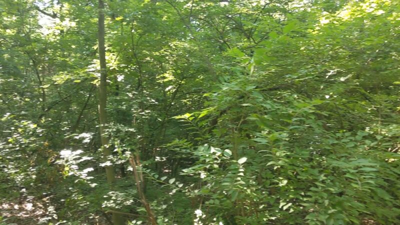 Bud Weil Memorial Park - Fenton, MO