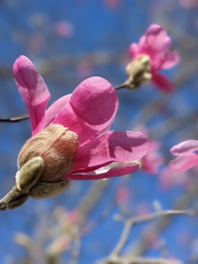 Fabick Nature Preserve - Fenton, MO
