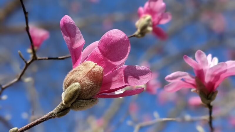 Fabick Nature Preserve - Fenton, MO