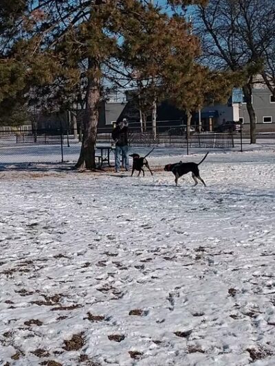 Ferndale Dog Park (Membership Required) - Ferndale, MI