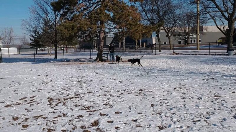 Ferndale Dog Park (Membership Required) - Ferndale, MI