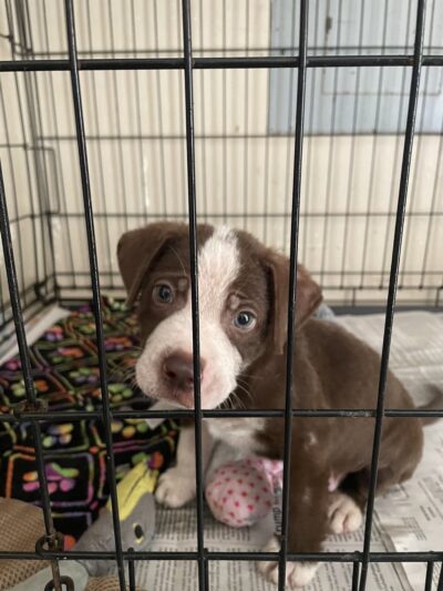Concordia Paws - Ferriday, LA