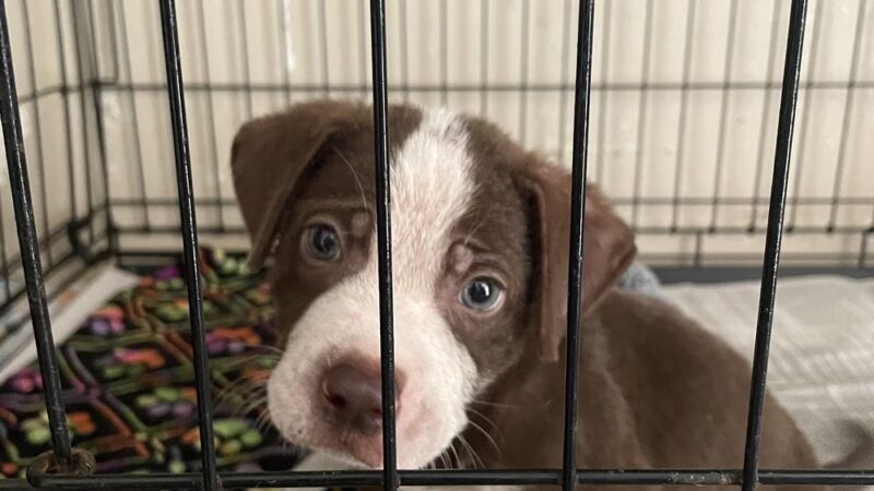 Concordia Paws - Ferriday, LA